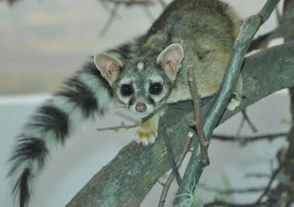 El increíble y tierno animal nativo de Durango cuya cola rayada salta a la vista