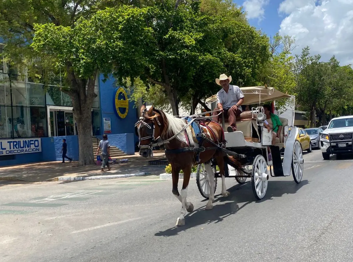 ¿Qué opinan los meridanos sobre la iniciativa de la UADY para cuidar a los caballos?. Foto: Daniel Rodríguez