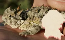 Maestro del disfraz: este es el animal que se esconde a plena vista en Coahuila
