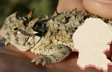 Maestro del disfraz: este es el animal que se esconde a plena vista en Coahuila