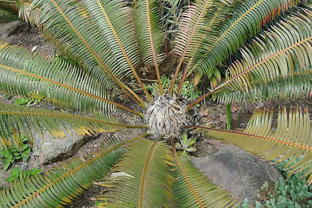 La increíble planta nativa de Durango que parece sacada de la selva tropical
