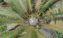 La increíble planta nativa de Durango que parece sacada de la selva tropical