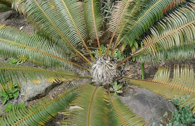 La increíble planta nativa de Durango que parece sacada de la selva tropical