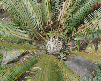 La increíble planta nativa de Durango que parece sacada de la selva tropical