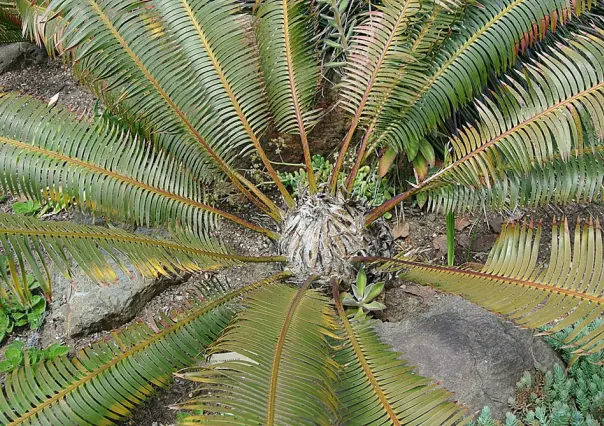La increíble planta nativa de Durango que parece sacada de la selva tropical