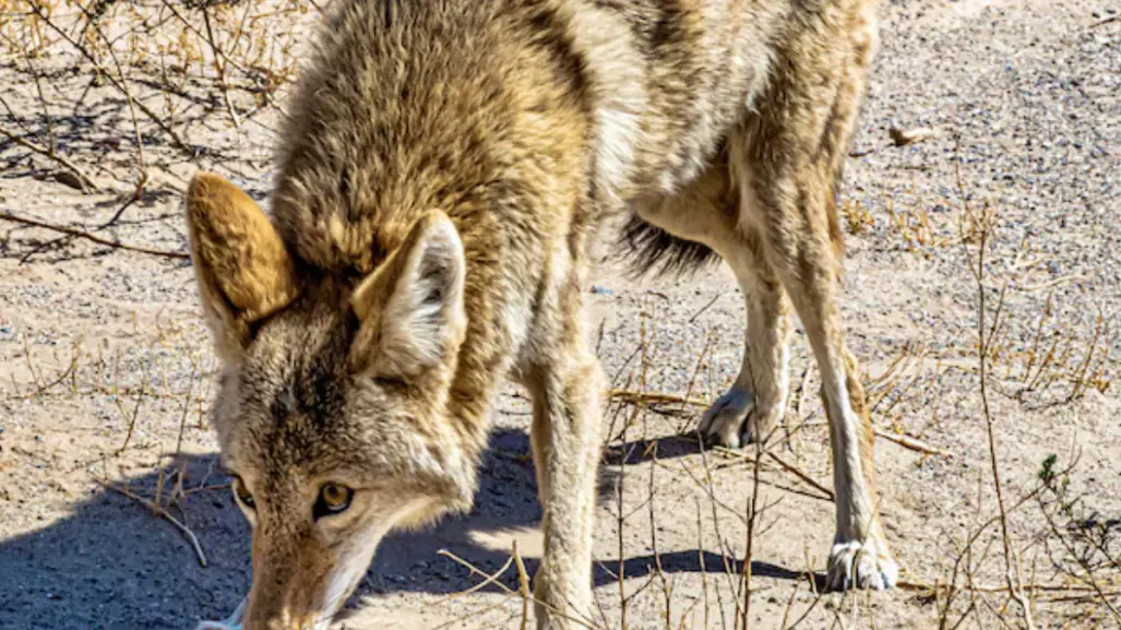 Este es el animal nativo de Tamaulipas que quita las malas vibras