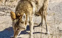 Este es el animal nativo de Tamaulipas que quita las malas vibras