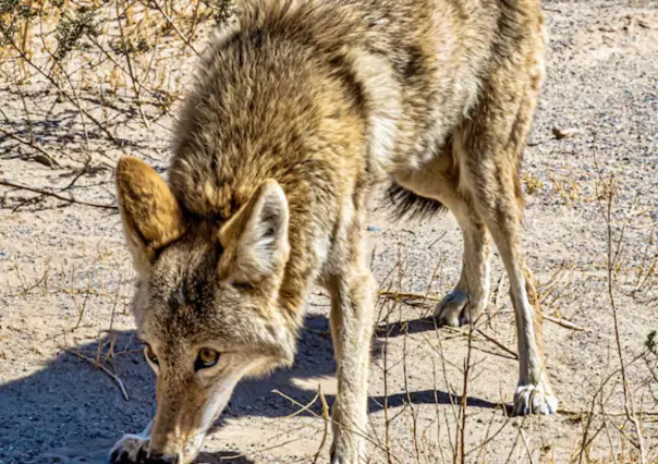 Este es el animal nativo de Tamaulipas que quita las malas vibras