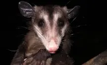 Este es el animal nativo de Tamaulipas que es considerado como el canguro mexicano