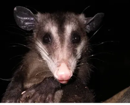 Este es el animal nativo de Tamaulipas que es considerado como el canguro mexicano