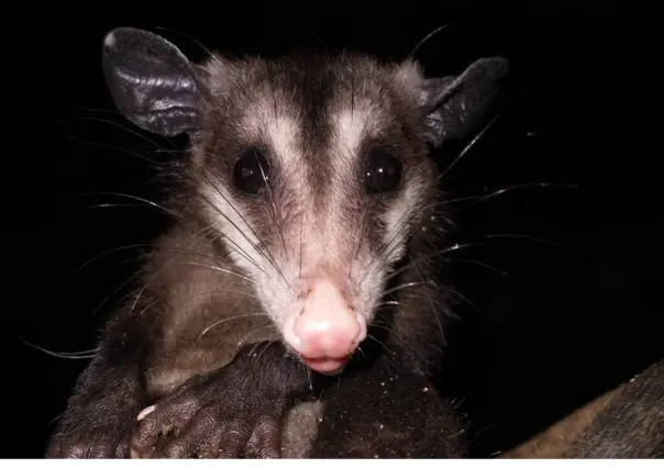 Este es el animal nativo de Tamaulipas que es considerado como el canguro mexicano