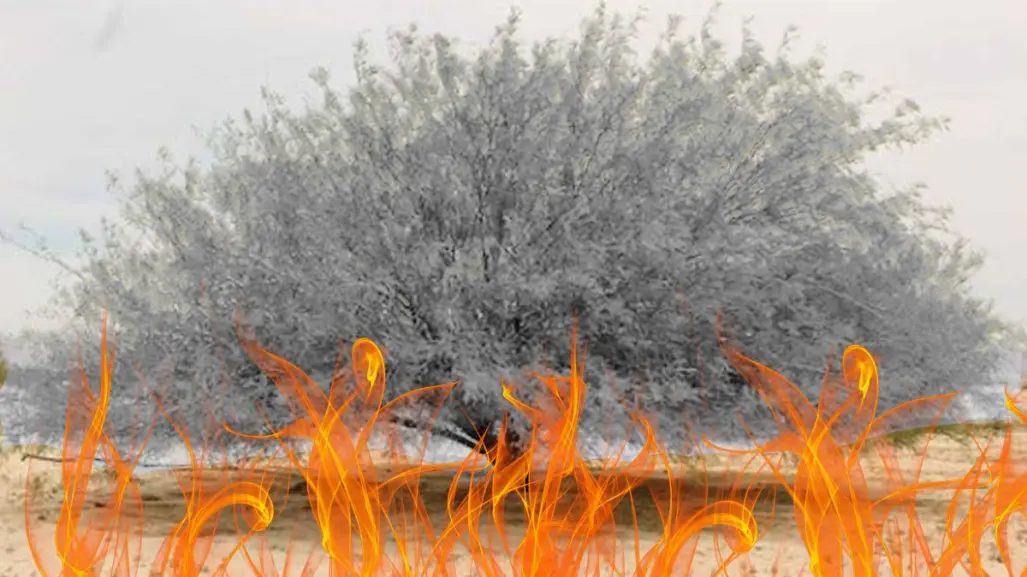 El árbol nativo de Nuevo León que resiste el fuego y la sequía como ningún otro