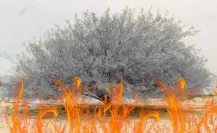 El árbol nativo de Nuevo León que resiste el fuego y la sequía como ningún otro