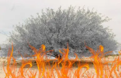 El árbol nativo de Nuevo León que resiste el fuego y la sequía como ningún otro