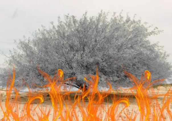 El árbol nativo de Nuevo León que resiste el fuego y la sequía como ningún otro