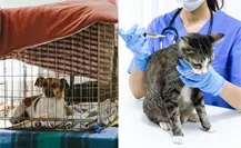 General Zuazua promueve el bienestar animal con jornada de esterilización gratuita