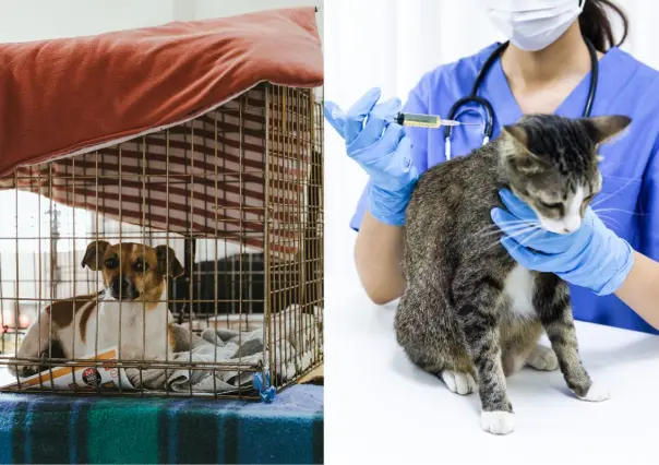 General Zuazua promueve el bienestar animal con jornada de esterilización gratuita