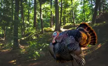 El animal nativo de Durango que impresiona al abrir sus alas y tiene gran valor cinegético