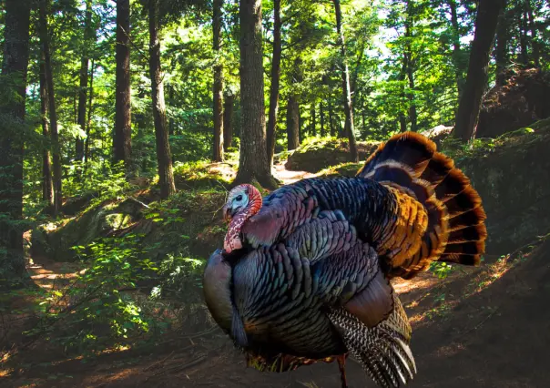 El animal nativo de Durango que impresiona al abrir sus alas y tiene gran valor cinegético