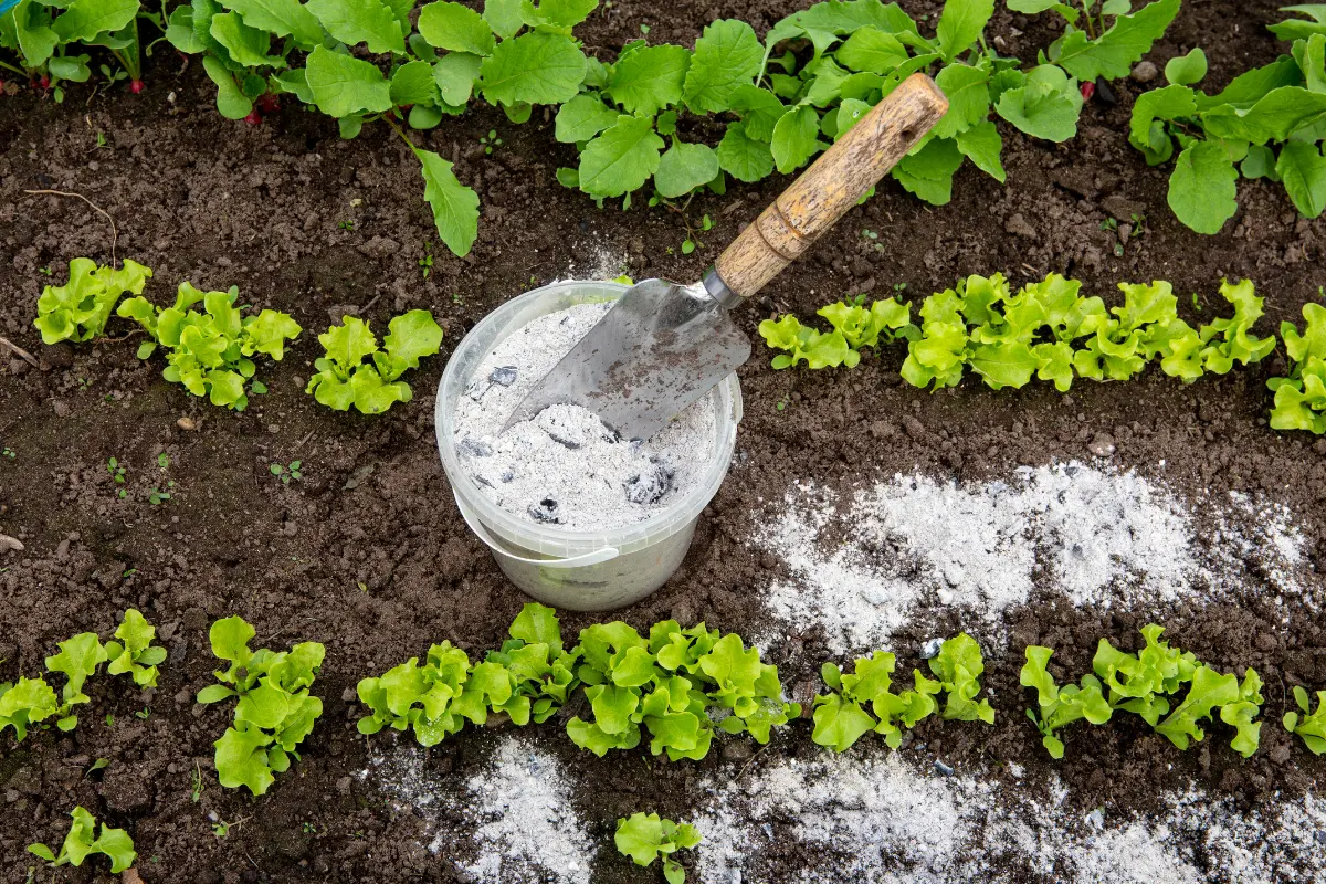 La ceniza de madera es un fertilizante natural muy nutritivo para las plantas. Foto: Canva