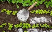 Nutre tus plantas con este fertilizante casero y económico
