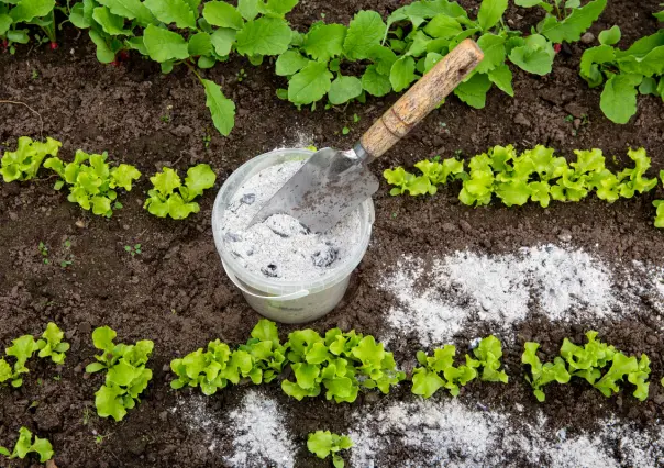 Nutre tus plantas con este fertilizante casero y económico