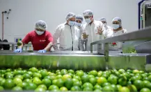 Yucatán impulsa el desarrollo citrícola en la producción de limón persa