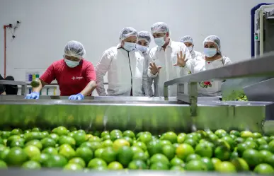 Yucatán impulsa el desarrollo citrícola en la producción de limón persa
