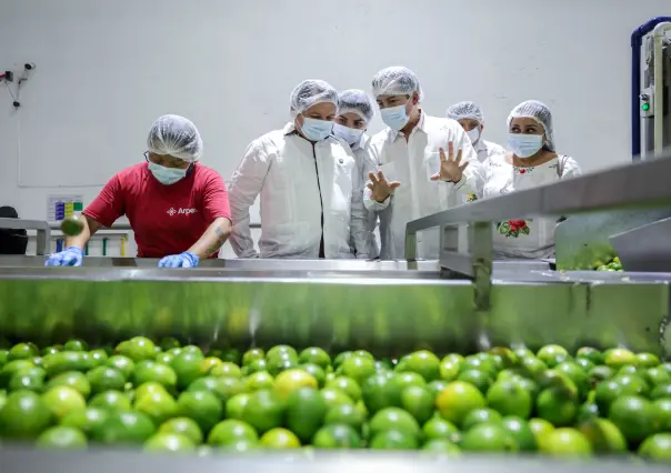 Yucatán impulsa el desarrollo citrícola en la producción de limón persa