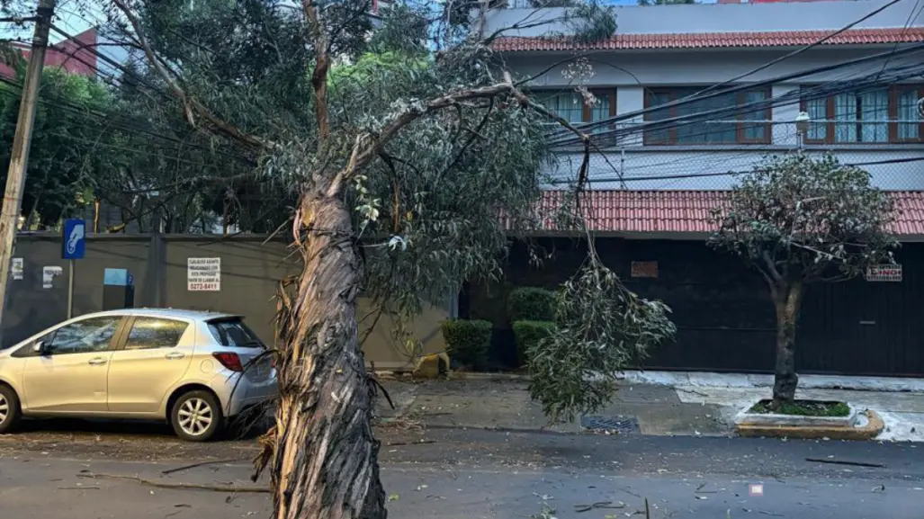 Árbol de 15 metros cae en Benito Juárez y deja sin luz varias casas