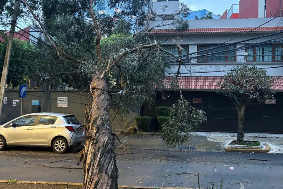 Árbol caído en CDMX, Foto: X @C_ConstructorBJ
