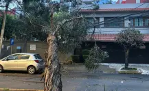 Árbol de 15 metros cae en Benito Juárez y deja sin luz varias casas