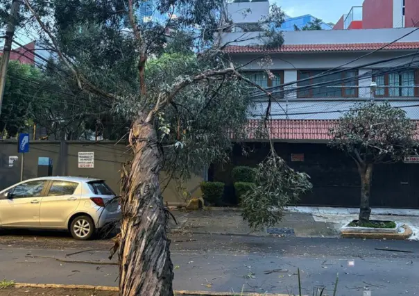 Árbol de 15 metros cae en Benito Juárez y deja sin luz varias casas