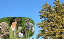 Bosque de Durango: ¿Cuál es la fauna en peligro de extinción?
