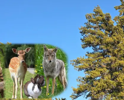 Bosque de Durango: ¿Cuál es la fauna en peligro de extinción?