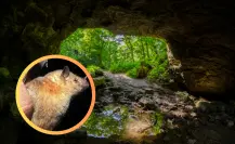 El animal nativo de Durango que destaca en su especie por su prolongada trompa