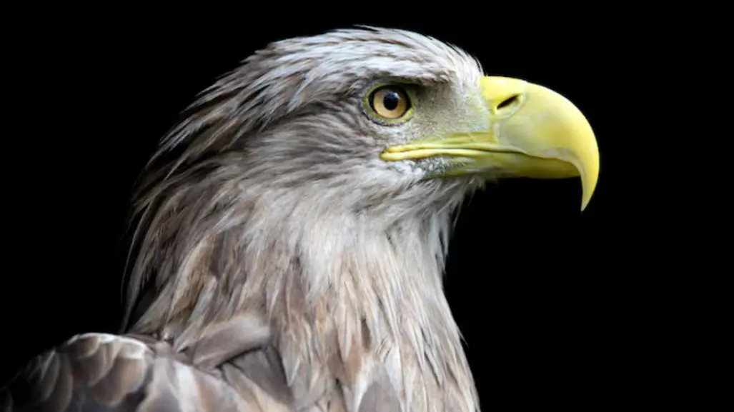 Esta es la leyenda del águila que protege el pueblo mágico de Tula