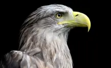 Esta es la leyenda del águila que protege el pueblo mágico de Tula