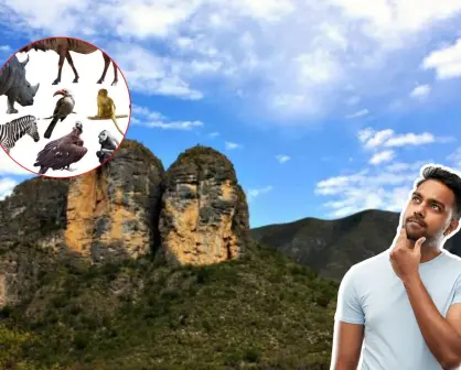Este es el animal nativo de Nuevo León que se defiende con púas y vive en los árboles