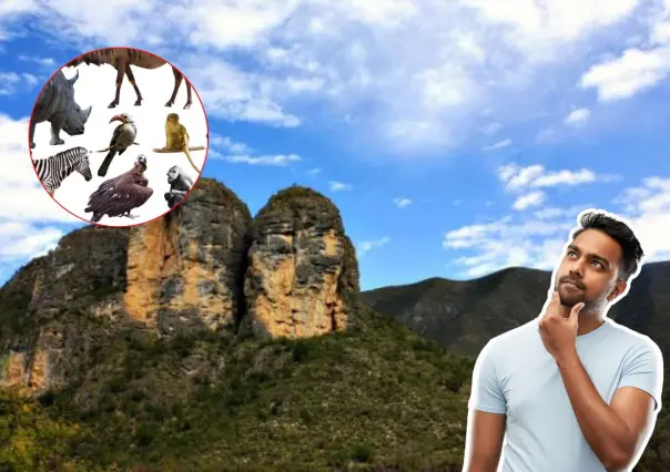 Este es el animal nativo de Nuevo León que se defiende con púas y vive en los árboles