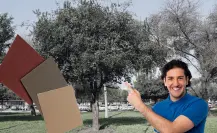 Este es el árbol nativo de Nuevo León que es utilizado como lija natural