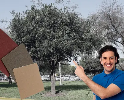 Este es el árbol nativo de Nuevo León que es utilizado como lija natural