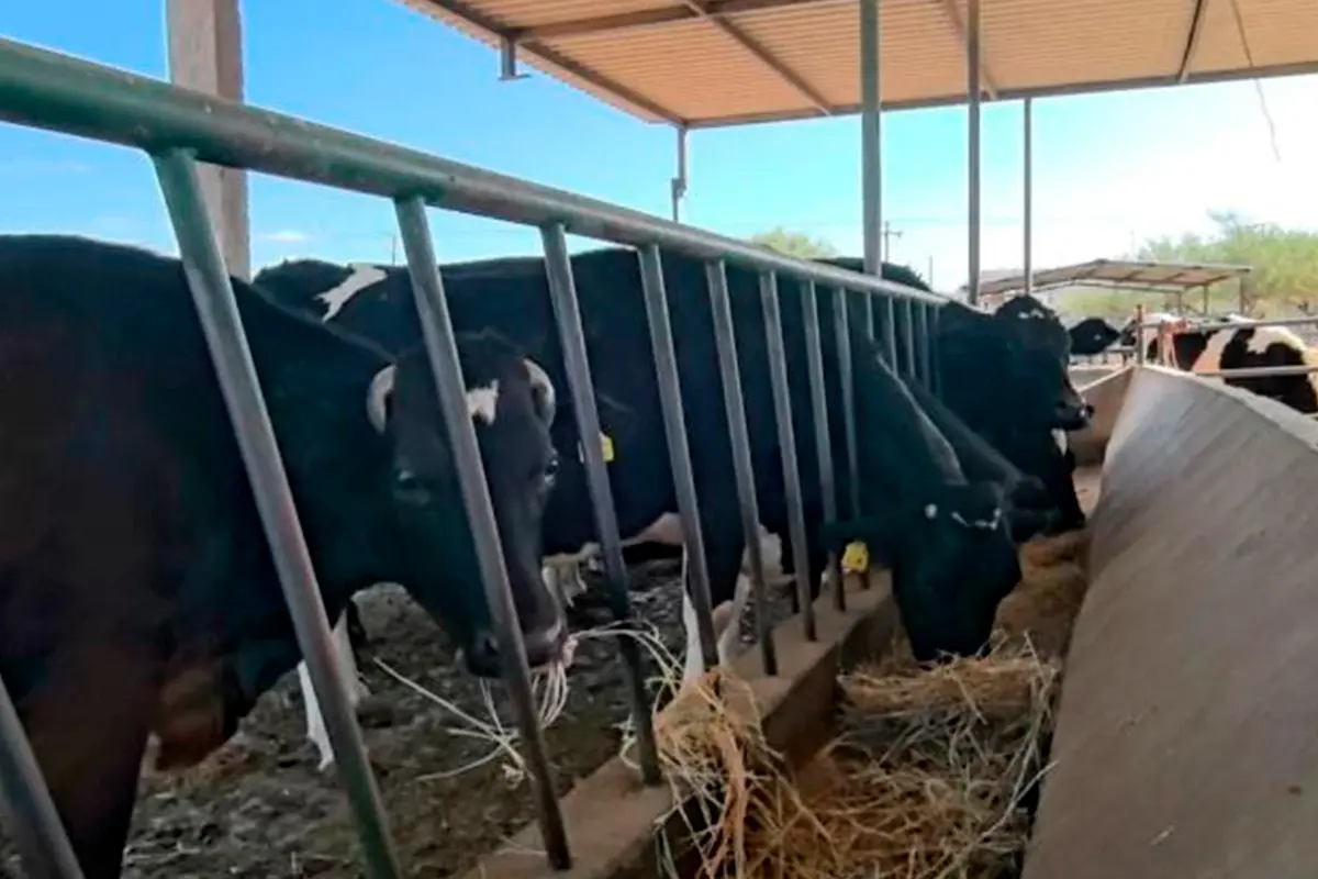 Los ganaderos sudcalifornianos están preocupados por la posible entrada del gusano barrenador en los animales de granja. Foto: Rocío Casas.