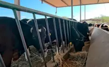 Piden ganaderos reforzar vigilancia para evitar llegada del gusano barrenador a BCS