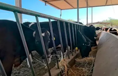 Piden ganaderos reforzar vigilancia para evitar llegada del gusano barrenador a BCS