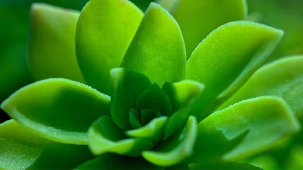 ¿Esta planta nativa de Durango cura los ojos?