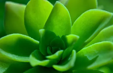 ¿Esta planta nativa de Durango cura los ojos?