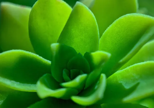 ¿Esta planta nativa de Durango cura los ojos?