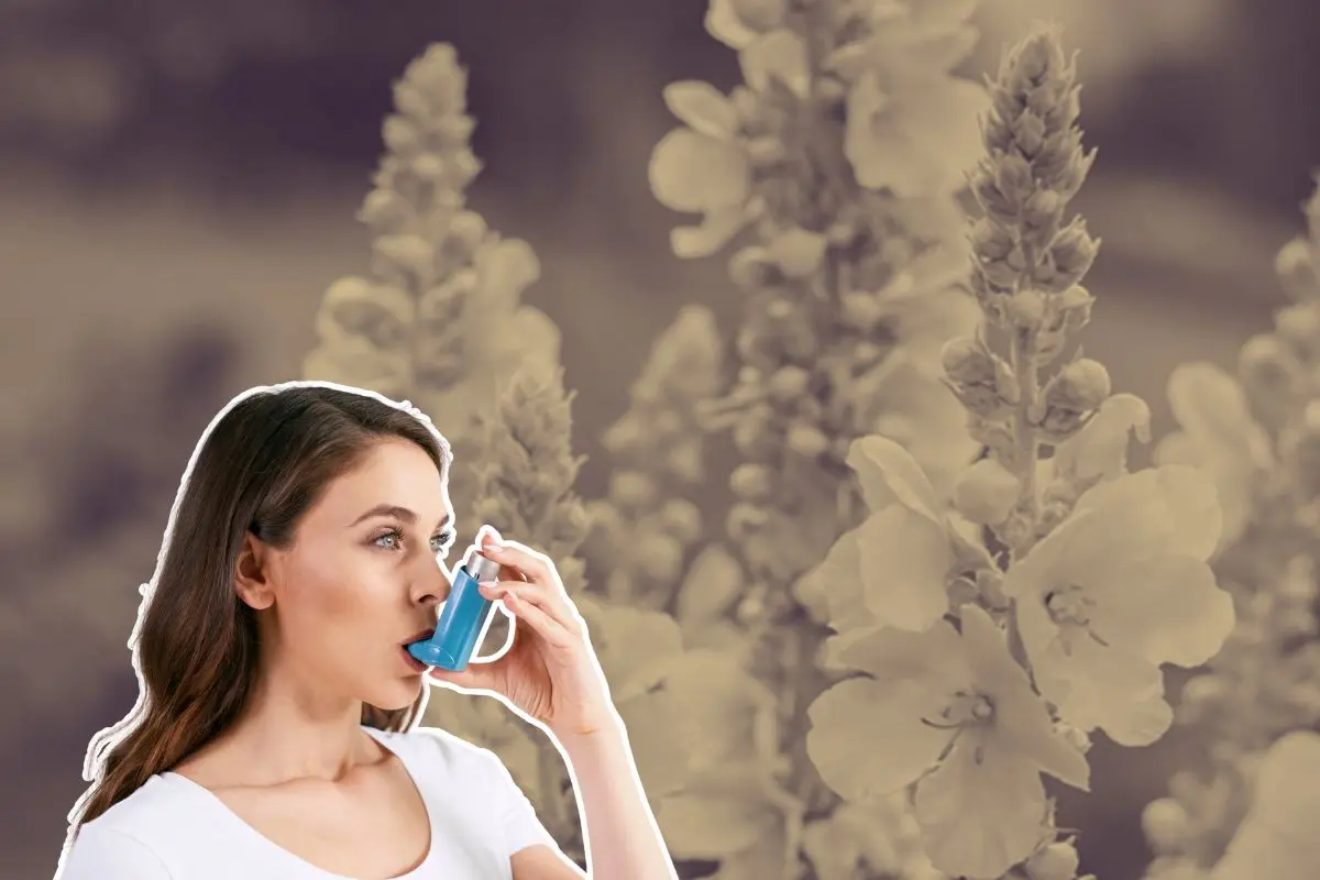El uso de plantas medicinales en México tiene raíces profundas, y en el estado de Nuevo León aún persiste el conocimiento. Foto: Herbovita / CANVA