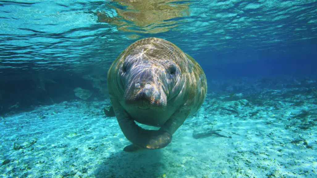 Rescatan manatí bebé en playas de Yucatán; es el segundo en una semana